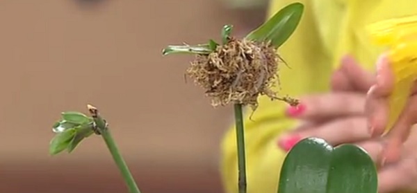 Секреты рассадки орхидей: как превратить 1 растение в 100.