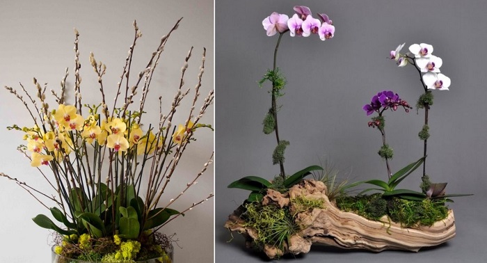 Как засадить весь дом орхидеями