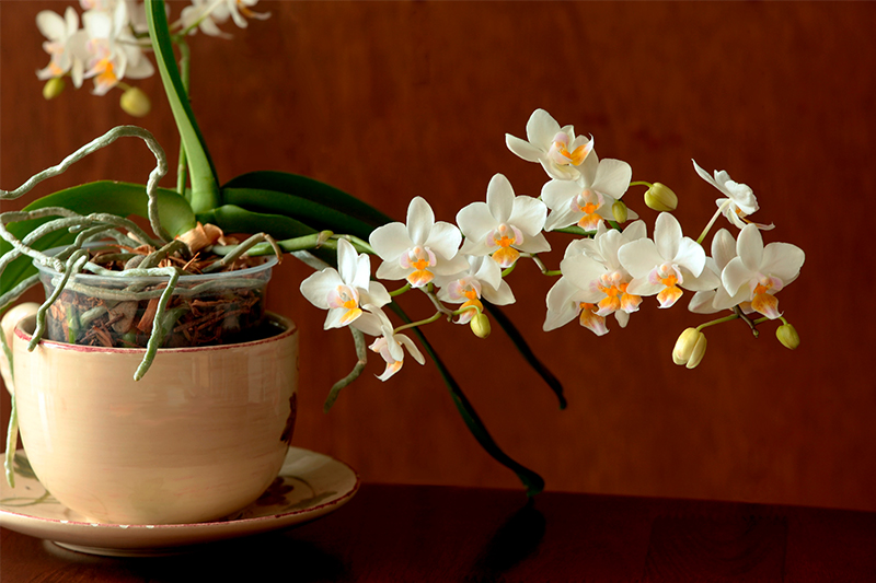 Почему не стоит держать орхидеи дома, совет цветоводов о котором вы не знали