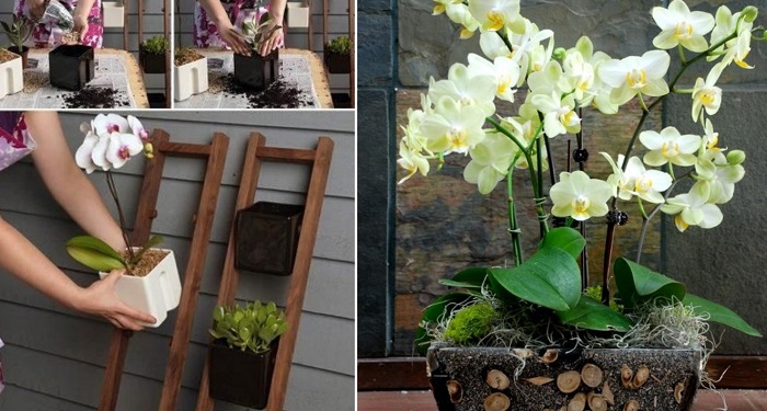 Как засадить весь дом орхидеями