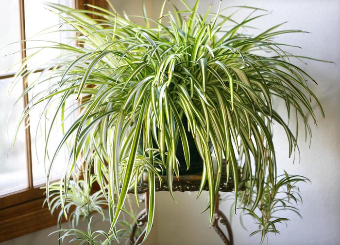 9 комнатных растений, которые отлично чистят воздух и никогда не умирают